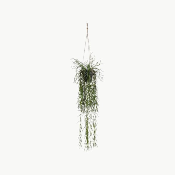 Rhipsalis Grønn – 95 cm