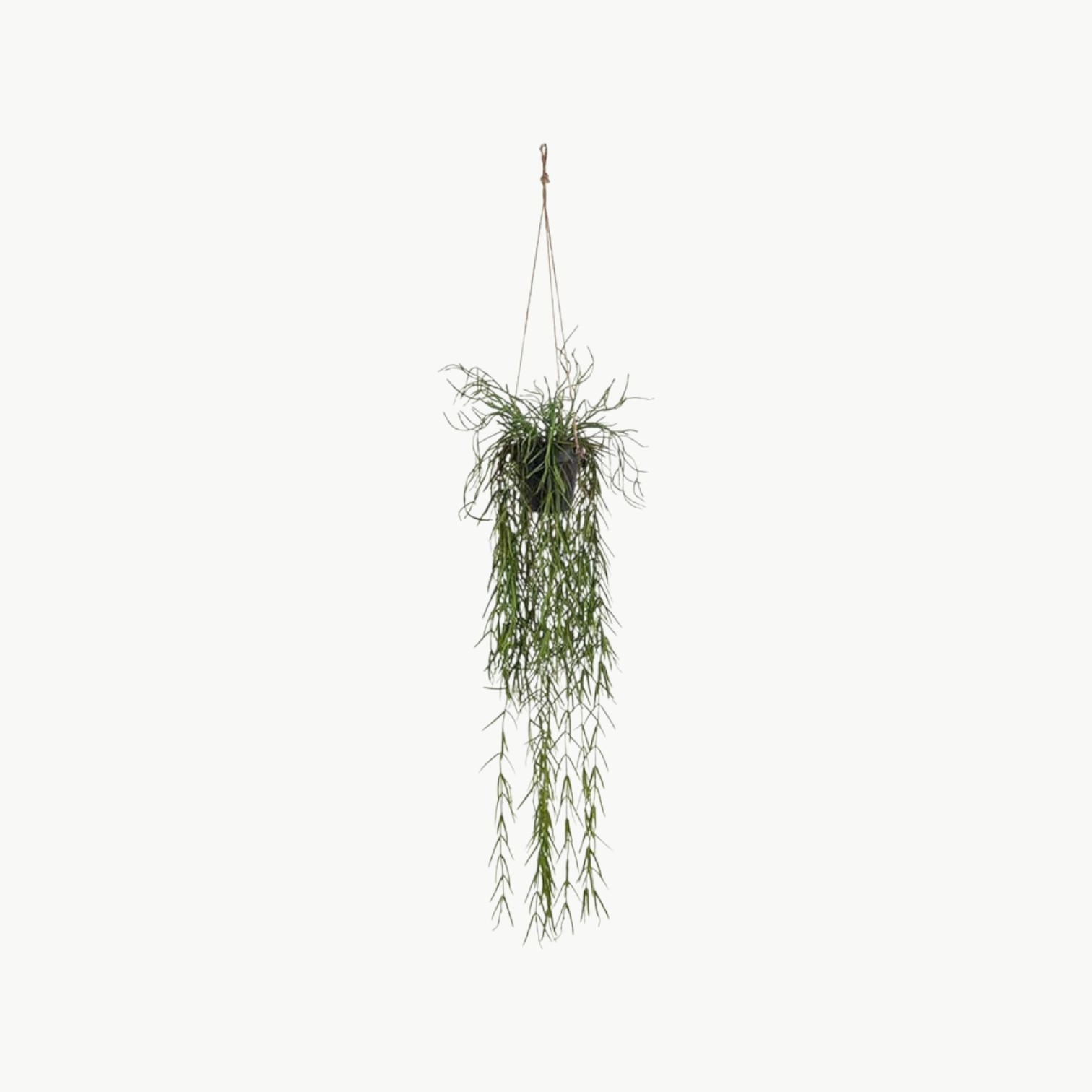 Rhipsalis Grønn – 95 cm - Bilde 1