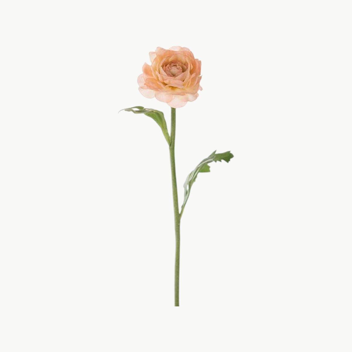 Ranuncel Persika – 35 cm