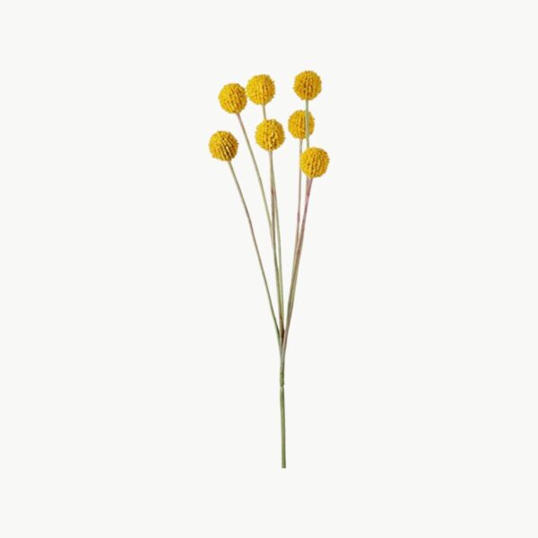 Craspedia Gul – 60 cm