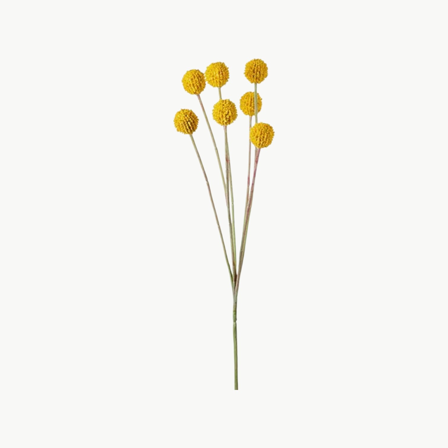Craspedia Gul – 60 cm - Bilde 1