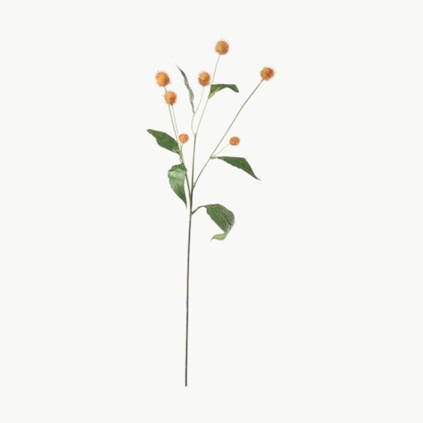 Tistel i rosa farge med flere blomsterhoder på stilk, 58 cm høy