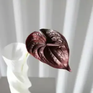 Bloom Objects - Kunstig Rød Anthurium Bordeaux 57cm - Bilde 2
