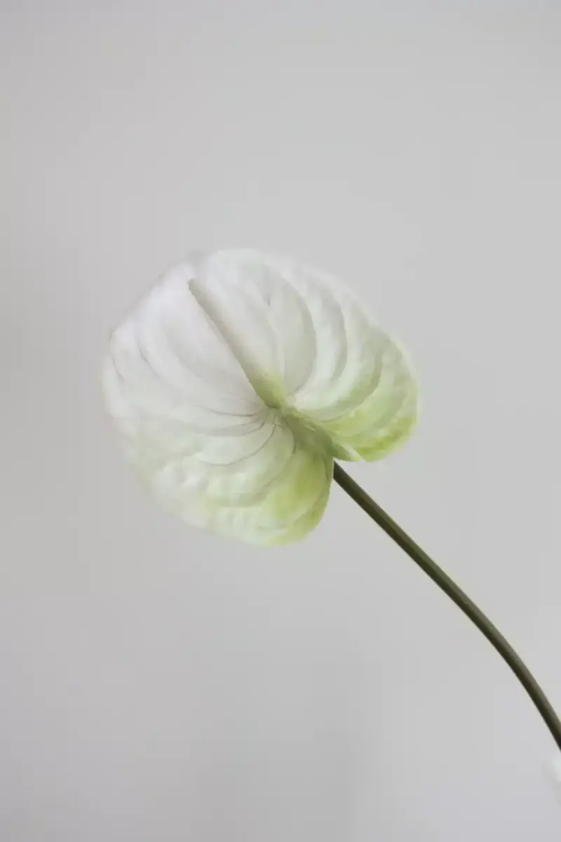 Oppdag Objects Bloom sine kunstige blomster. 3D printet med fokus på bærekraftige materialer. Nydelig og naturtro hvit Anthurium 67cm