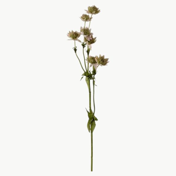 Stjerneflokk i rosa farge med flere blomster på stilk, 55 cm høy