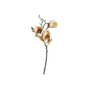 Magnolia Dus Rosa 50cm