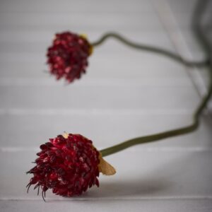 Kløver Burgunder 65cm - Bilde 3