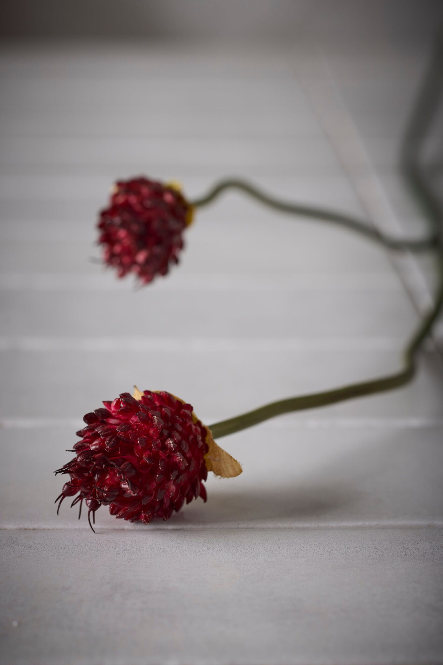 Kløver Burgunder 65cm - Bilde 3