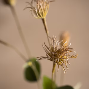 Clematis 69cm - Bilde 2