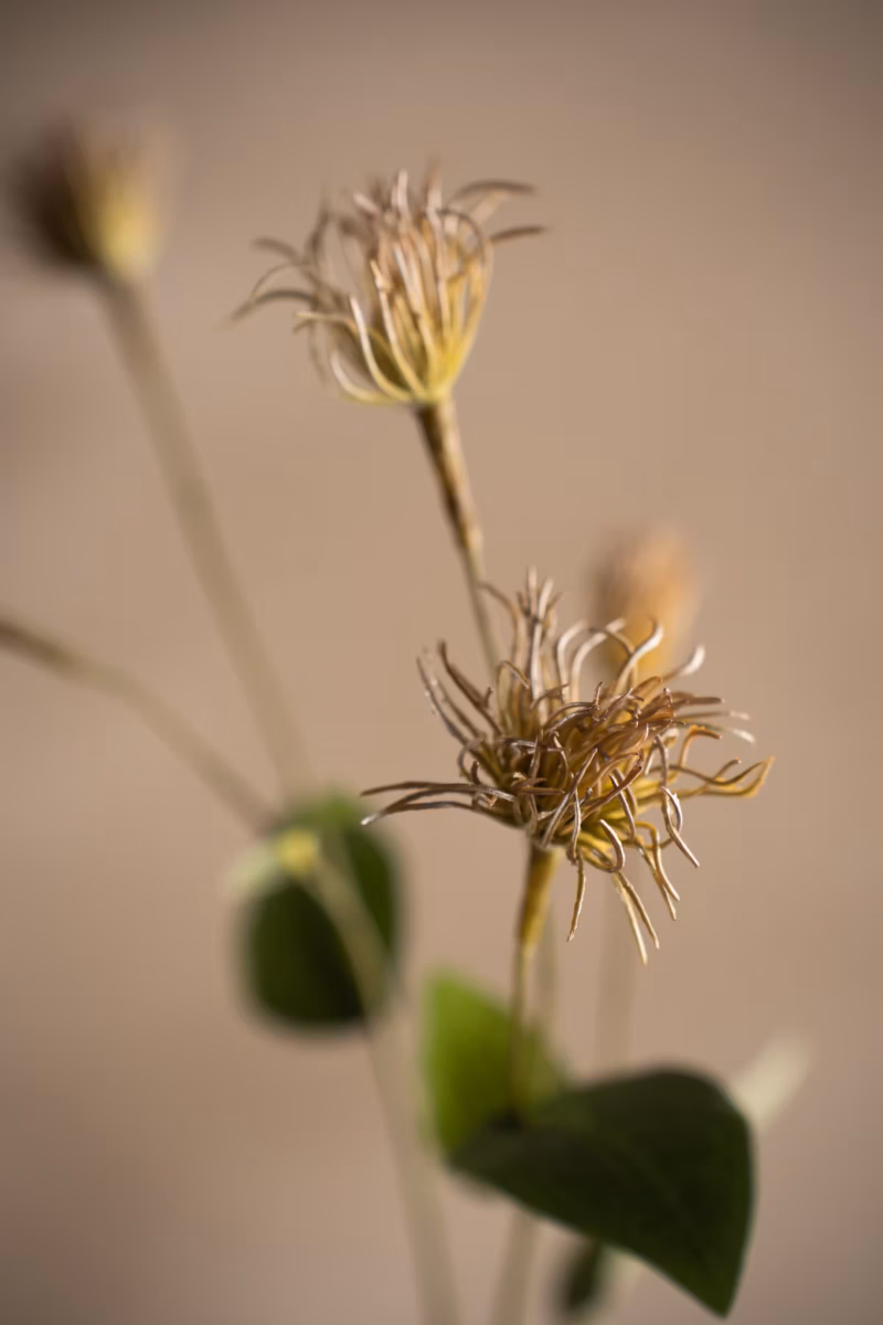 Clematis Grønn – 69 cm