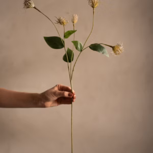 Clematis 69cm - Bilde 3