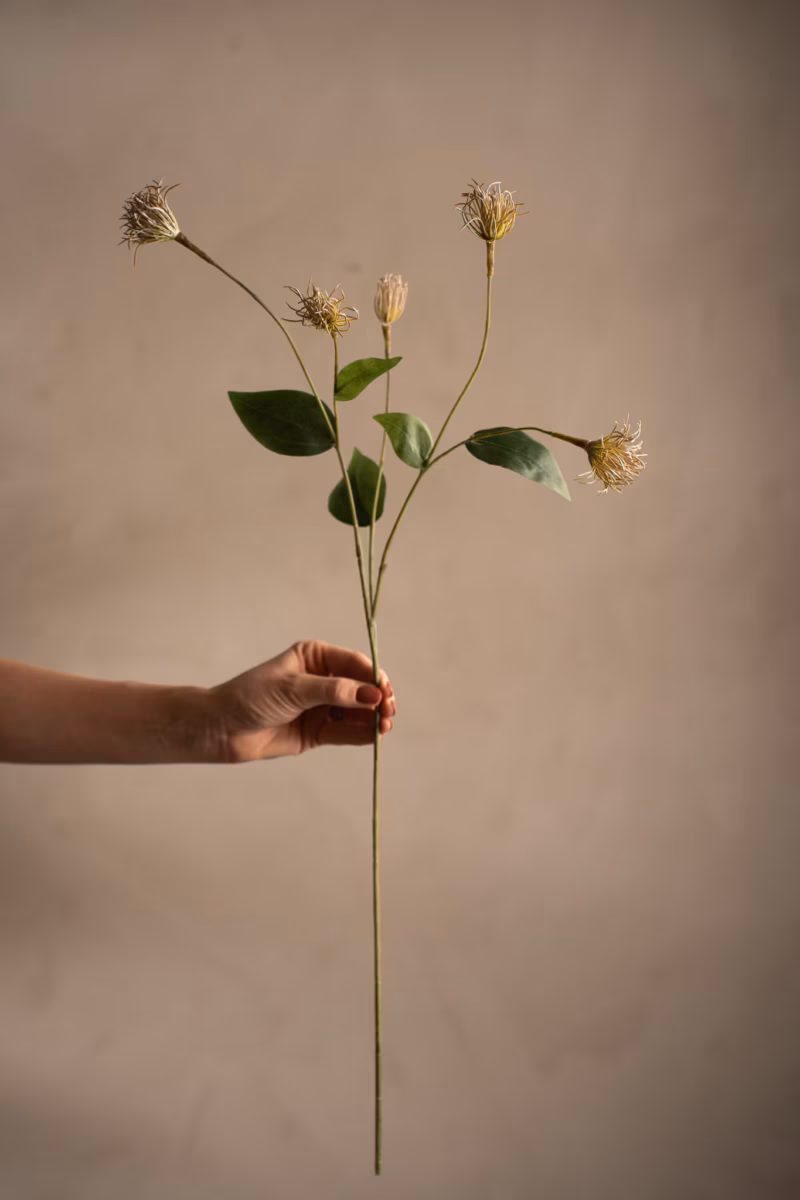 Clematis Grønn – 69 cm