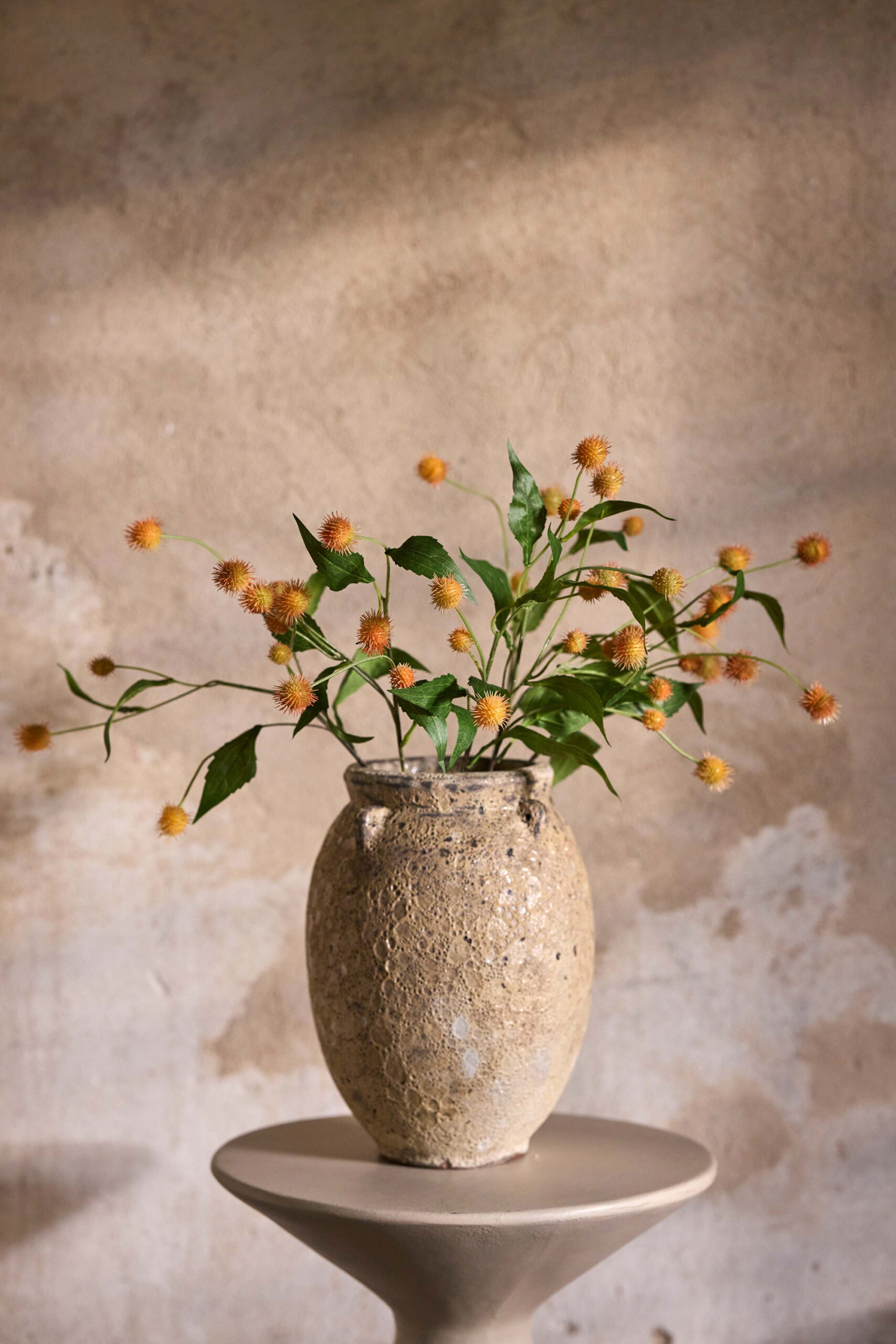 Tistel i rosa farge med flere blomsterhoder på stilk, 58 cm høy