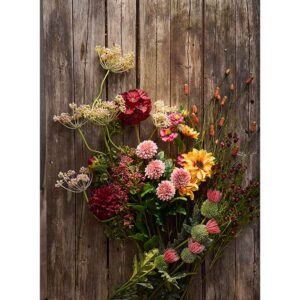 Coreopsis Rosa 57 cm - Bilde 2