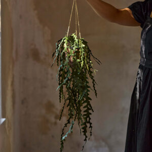 Elghornsbregne Grønn 15 cm - Bilde 2