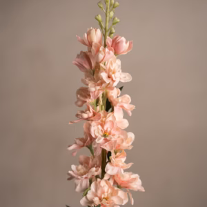 Delphinium Rosa 75 cm - Bilde 4