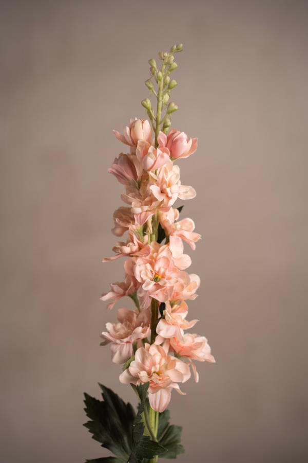 Delphinium Rosa 75 cm - Bilde 4