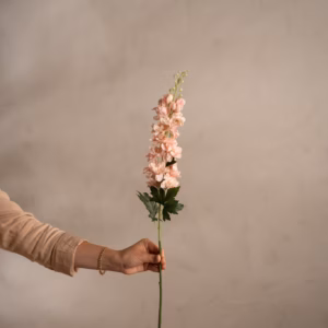 Delphinium Rosa 75 cm - Bilde 2