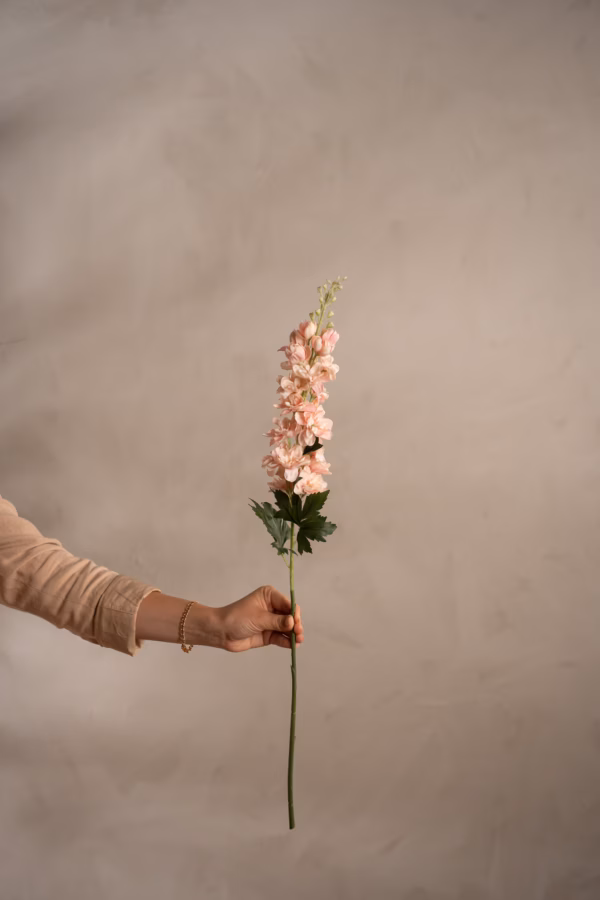 Delphinium Rosa 75 cm - Bilde 2