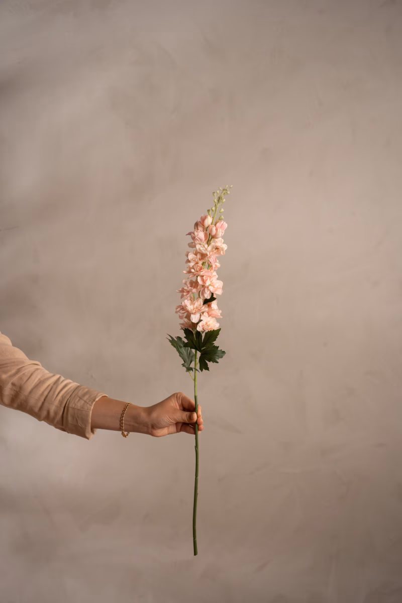 Delphinium Rosa – 75 cm