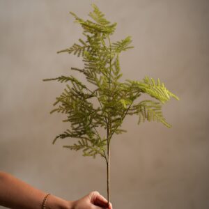 Asparagus i Grønn 70 cm - Bilde 2