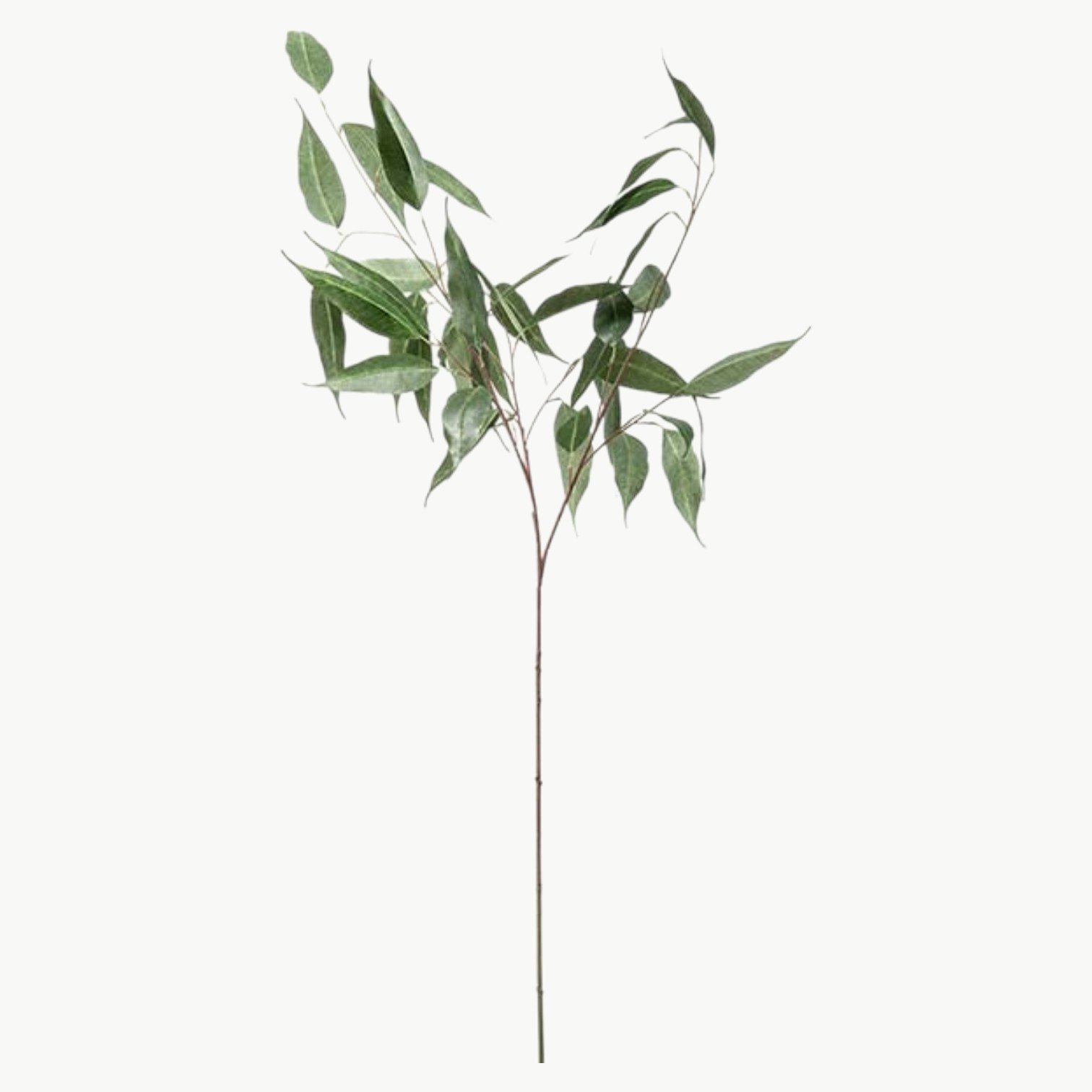 Eucalyptus gren i grågrønn farge med blader på stilk, 110 cm høy