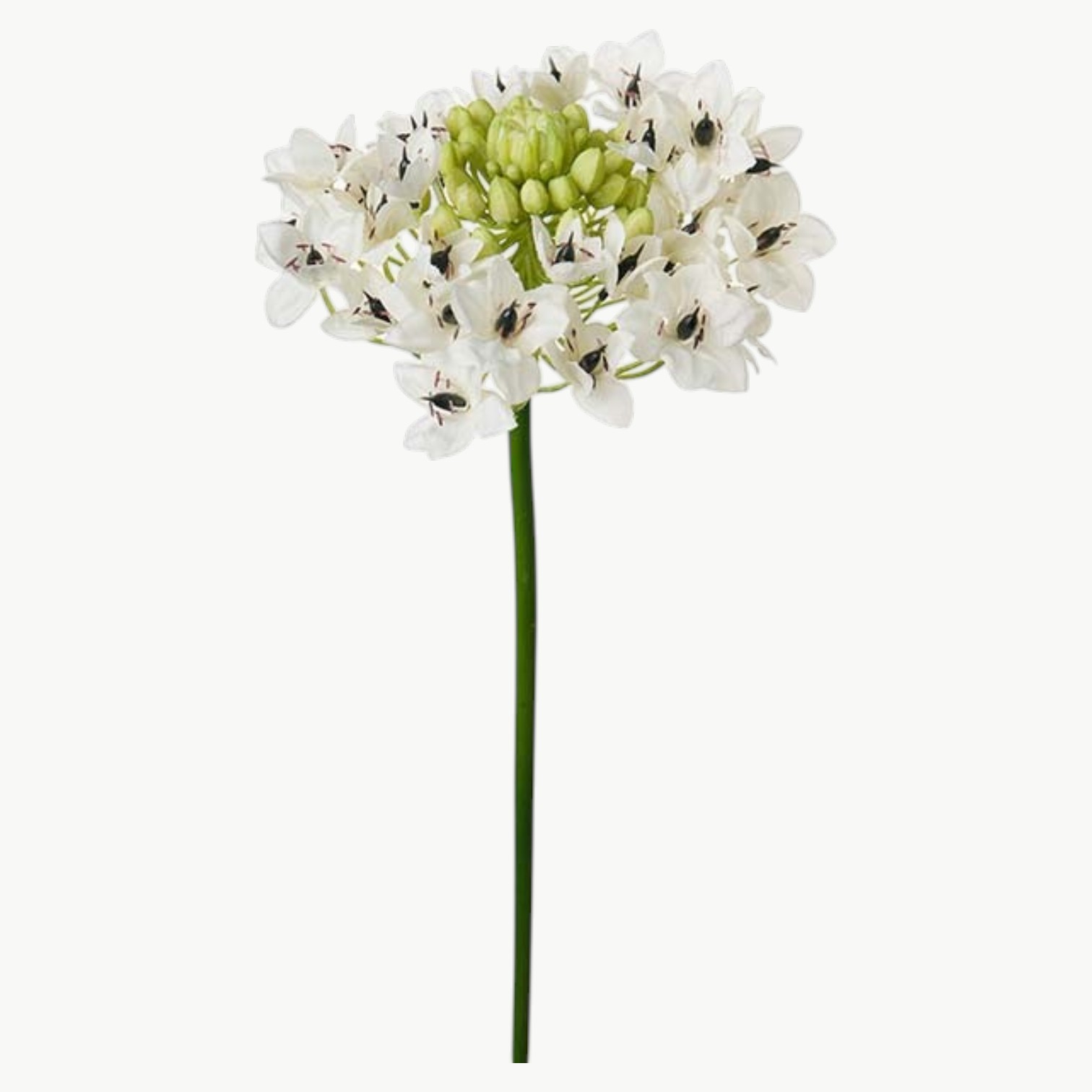 Arabicum i hvit farge med blomsterhode på stilk, 60 cm høy