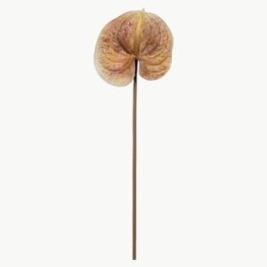Anthurium i brun farge på stilk, 70 cm høy