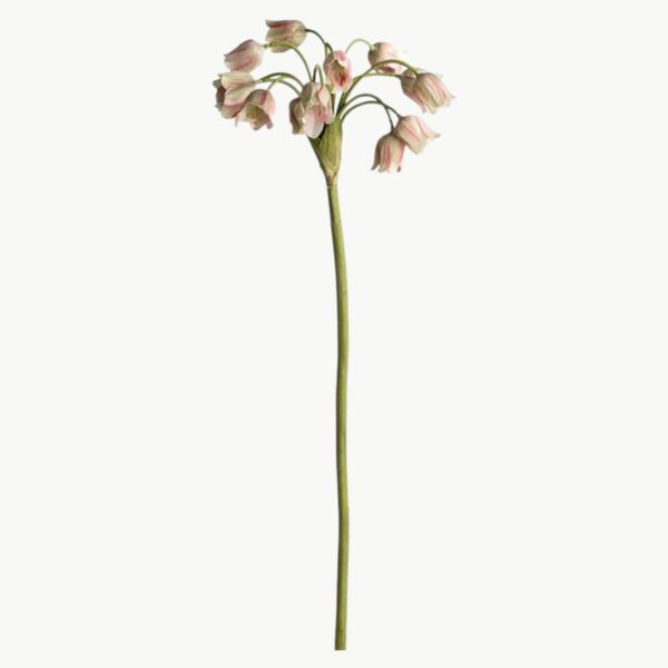 Allium i grønn farge med hengende blomster på stilk, 65 cm høy