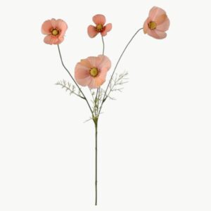 Rosenskjære i aprikos farge med flere blomster på stilk, 60 cm høy