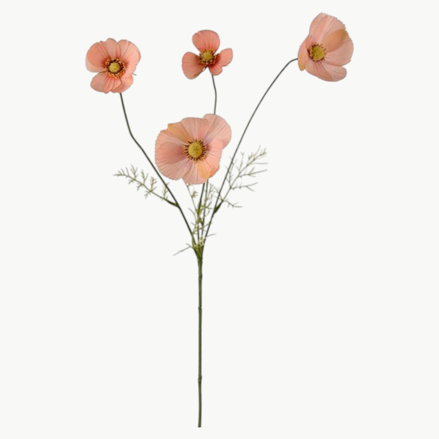 Rosenskjære i aprikos farge med flere blomster på stilk, 60 cm høy