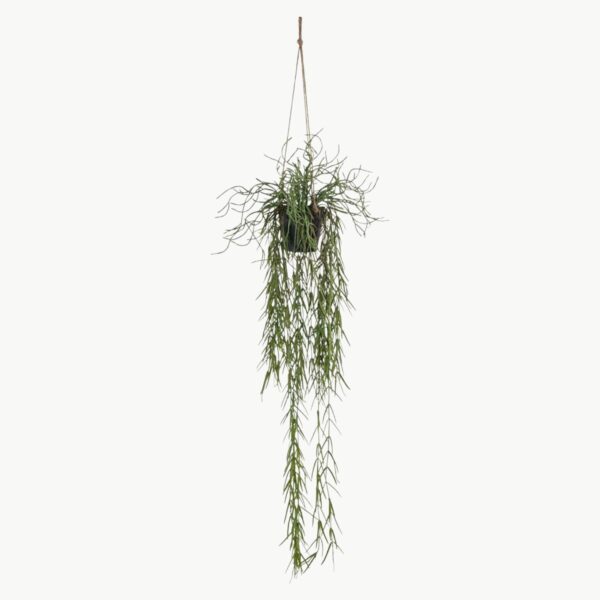 Rhipsalis i grønn farge som hengende plante med lange stilker, 80 cm lengde