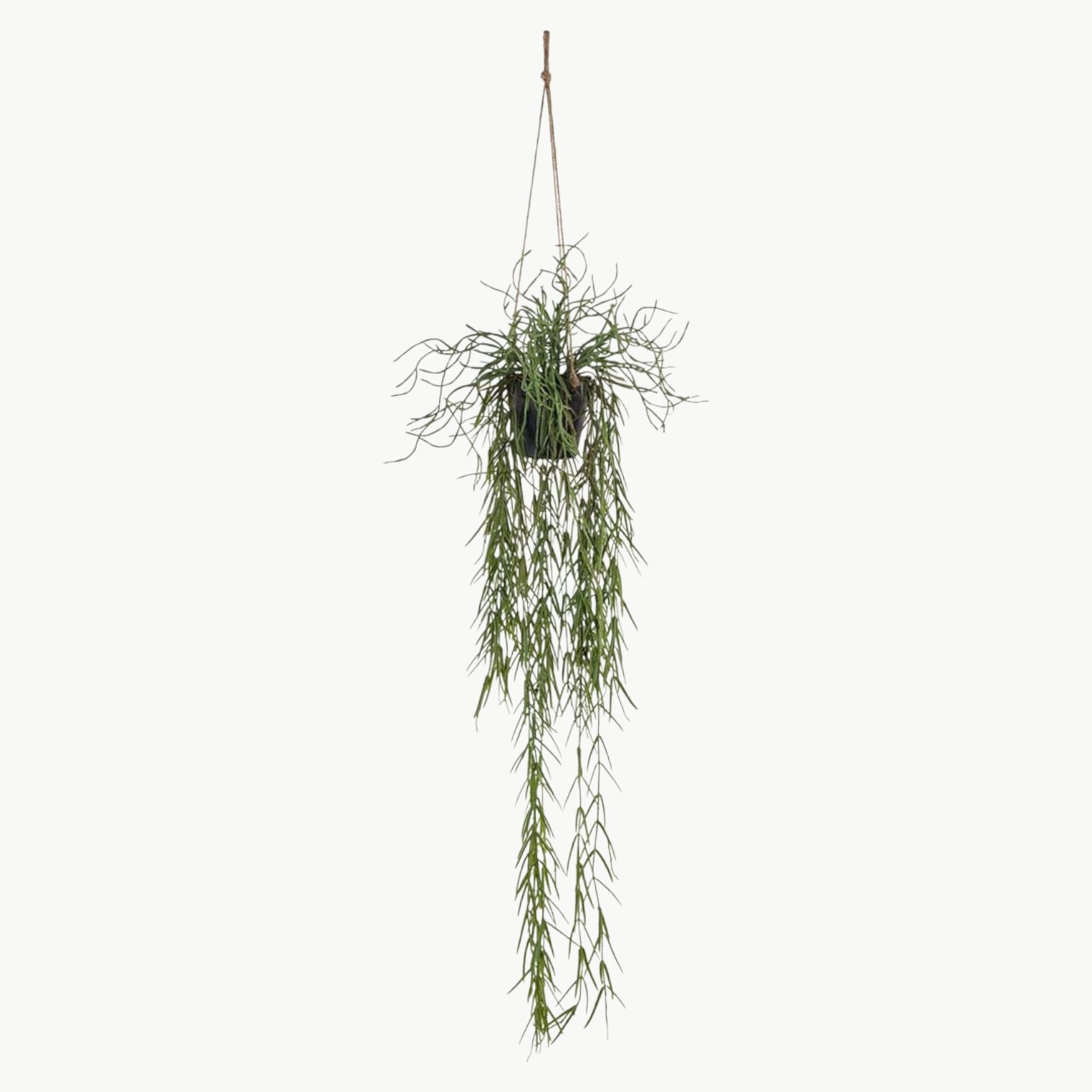 Rhipsalis i grønn farge som hengende plante med lange stilker, 80 cm lengde