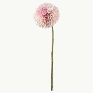 Dahlia i rosa farge med rund blomsterform på stilk, 75 cm høy