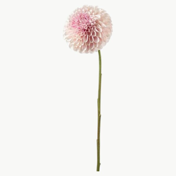 Dahlia i rosa farge med rund blomsterform på stilk, 75 cm høy