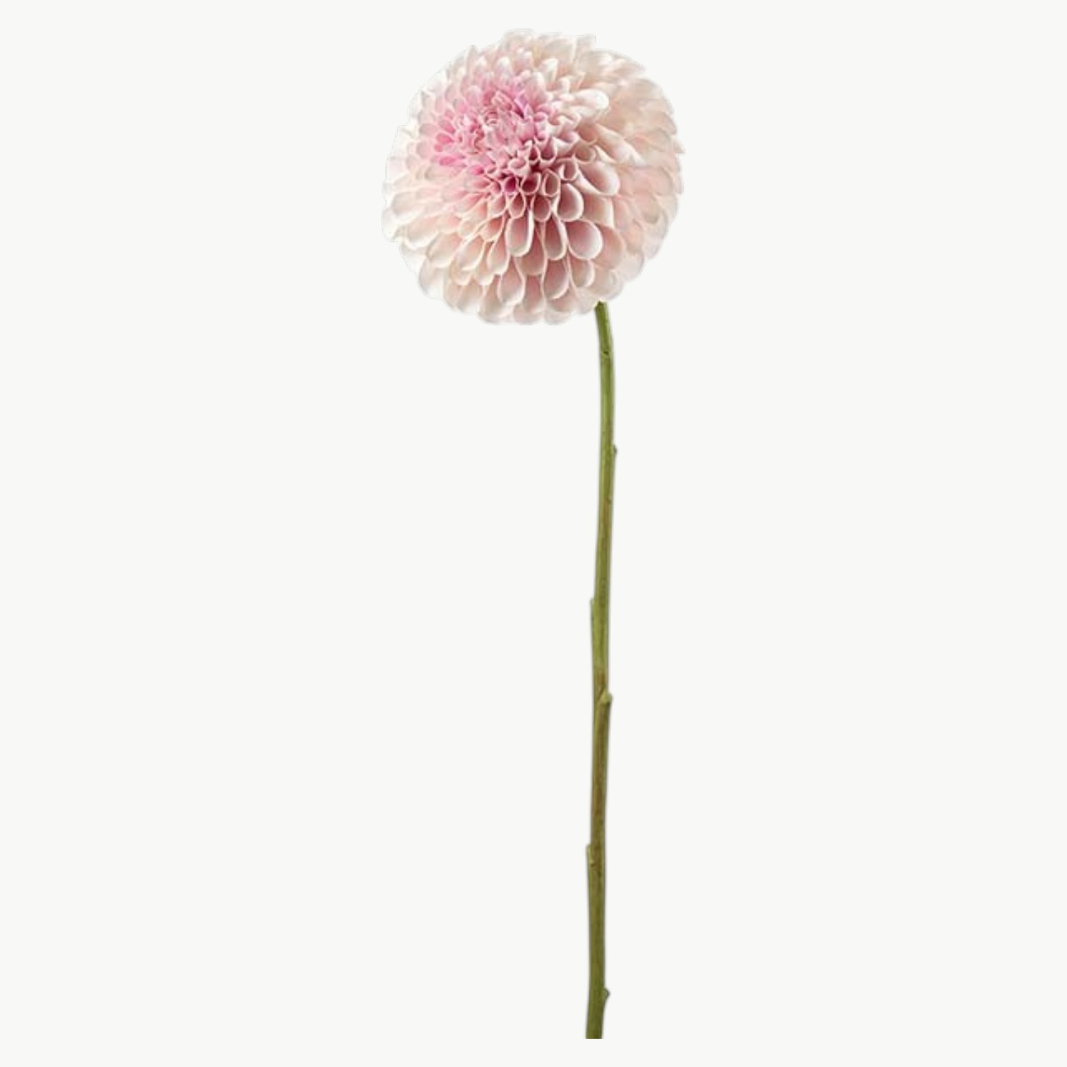 Dahlia i rosa farge med rund blomsterform på stilk, 75 cm høy