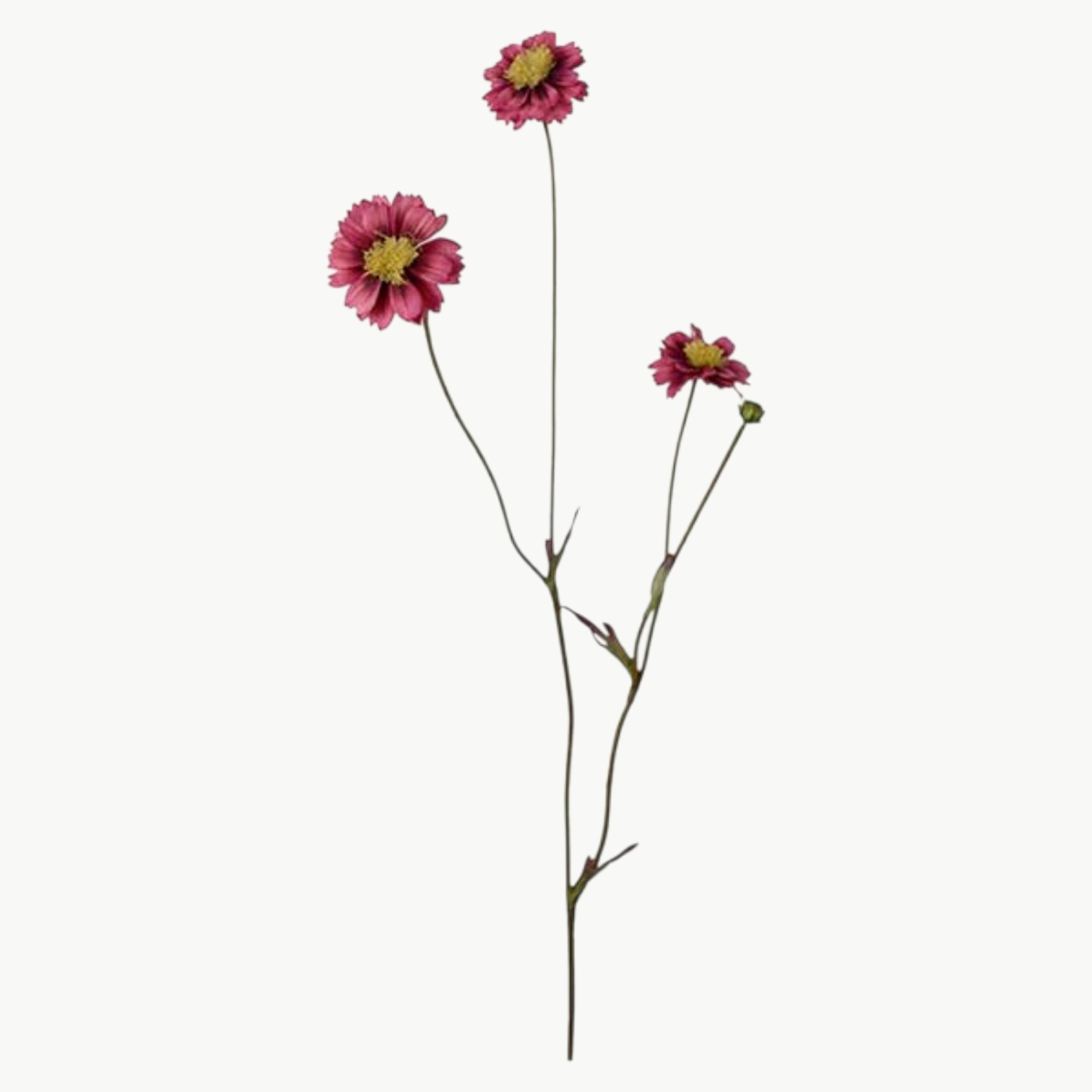 Coreopsis i rosa farge med flere blomster på stilk, 57 cm høy
