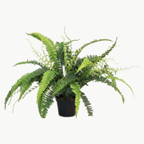 Ormbunke i grønn farge i potte med fyldige blader, 41 cm høy