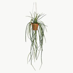 Senecio i grønn farge som hengende plante med lange stilker