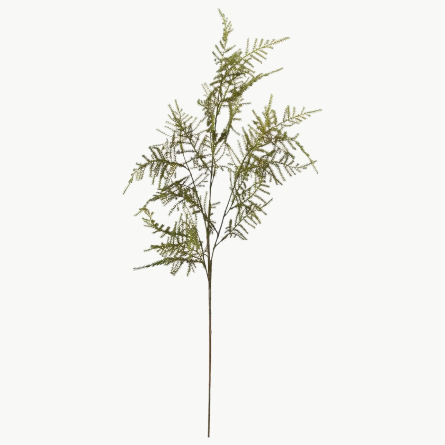 Kunstig asparagus plante i grønn farge med naturtro blader