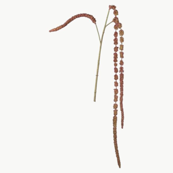 Amaranthus i rød farge med hengende blomster, 55 cm høy