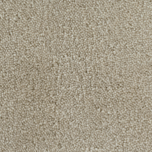 Mondo Wheat