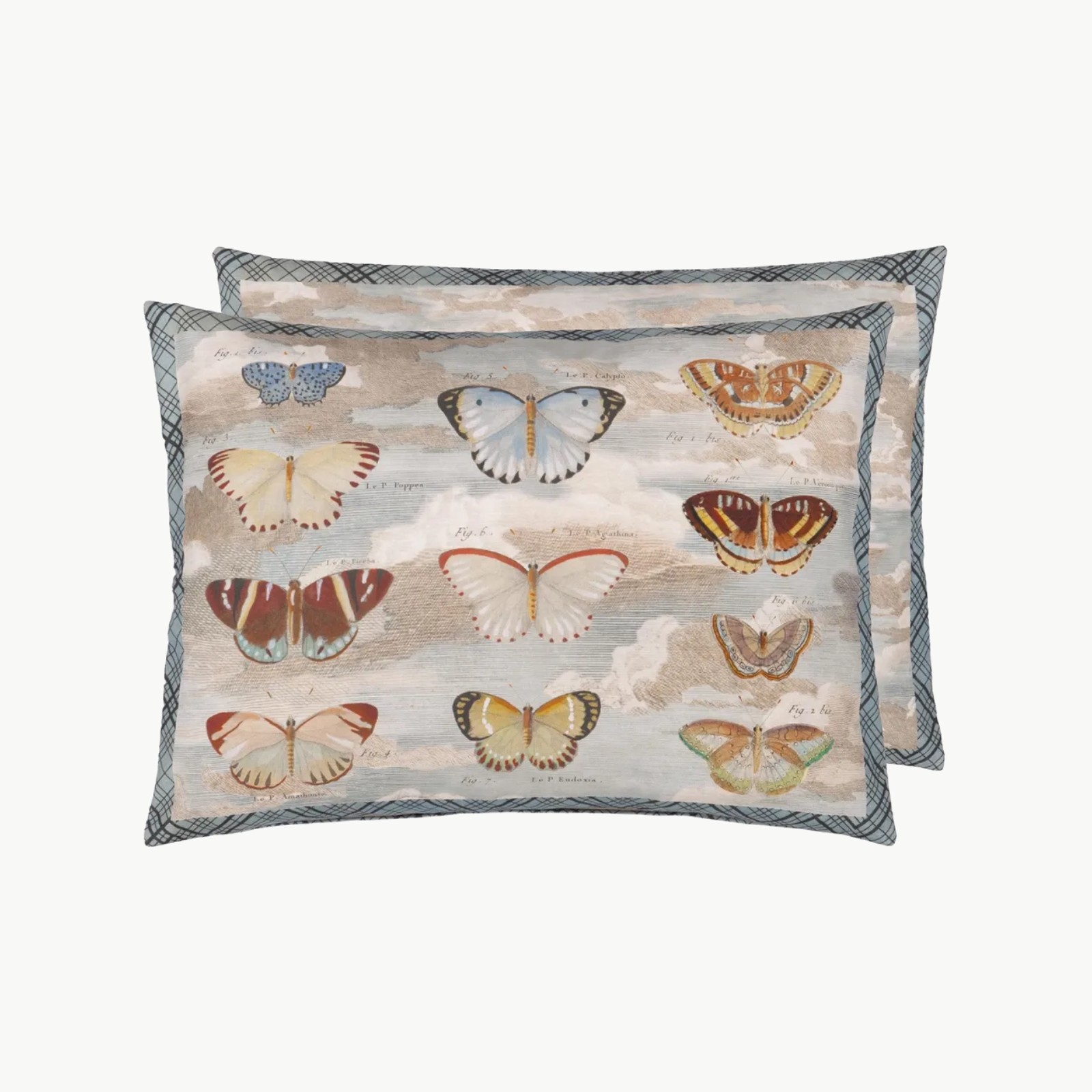 John Derian Butterfly Studies Parchment Pute 60x45