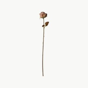 Rose Stilk H75cm