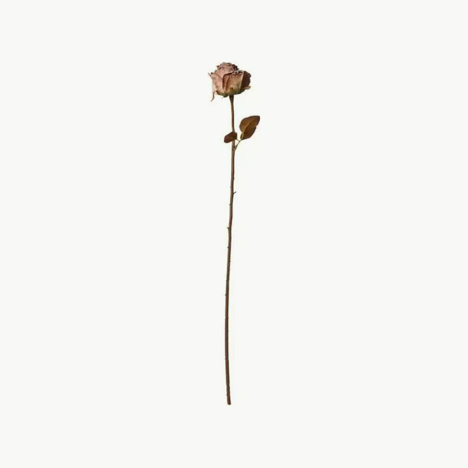 Rose Stilk H75cm