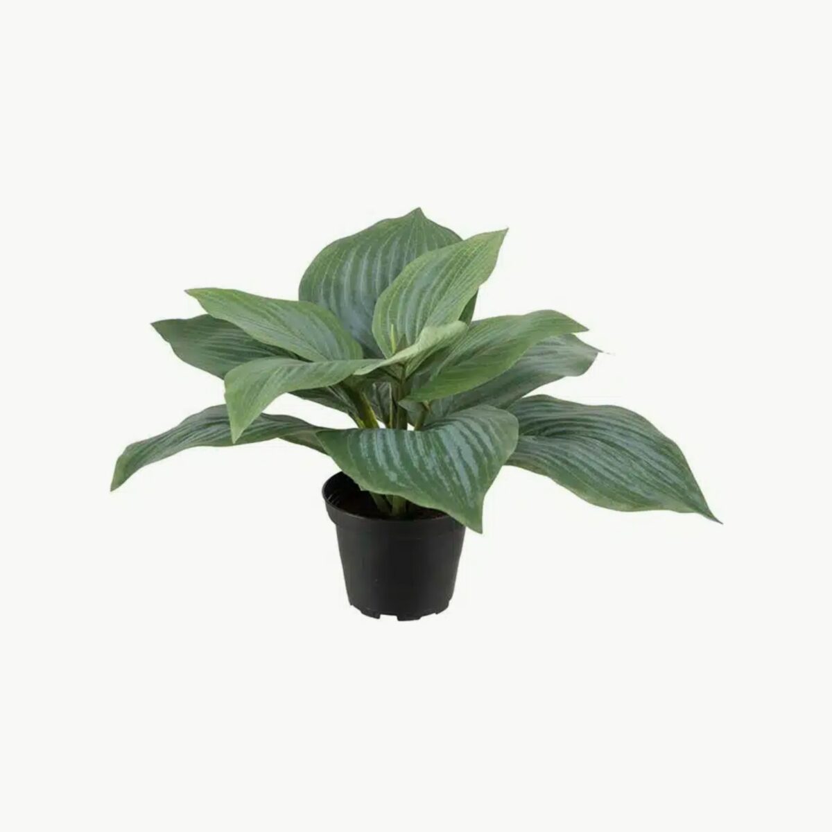 Mr. Plant Hosta 20 cm