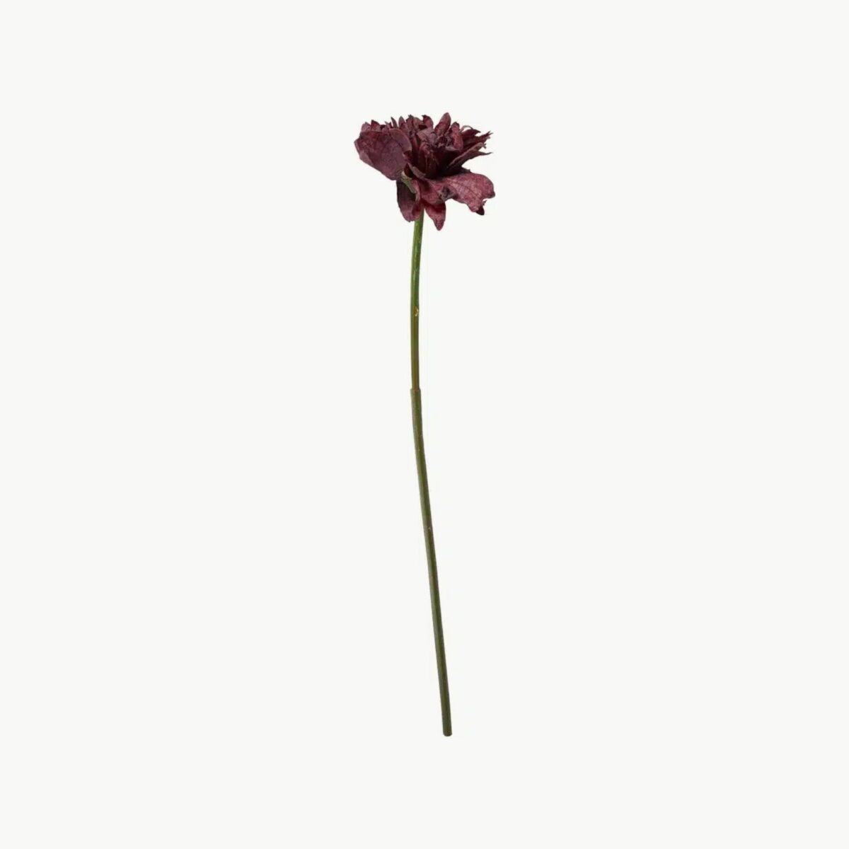 Georgine Dyp Rød 66cm