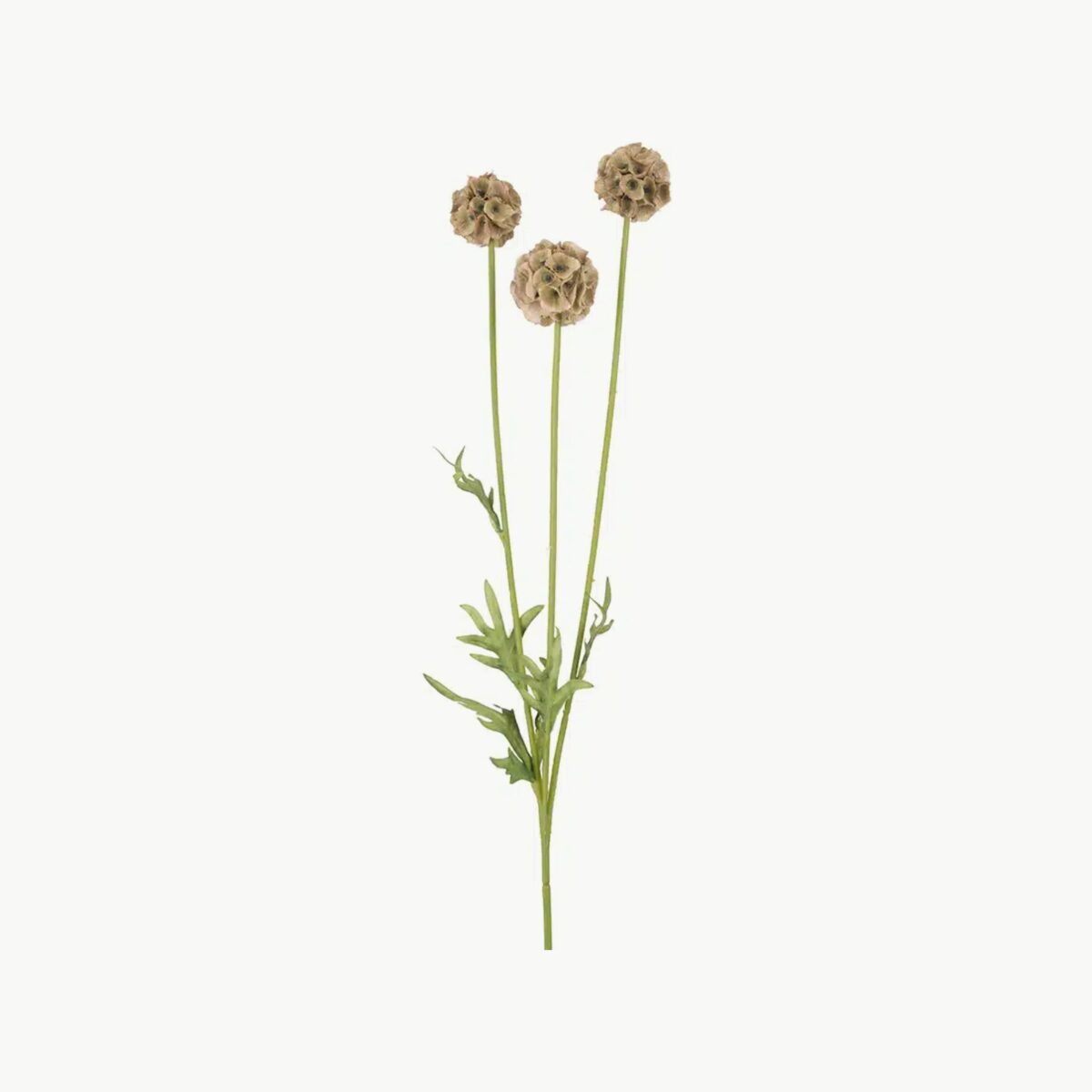 Mr. Plant Scabiosa 60 cm