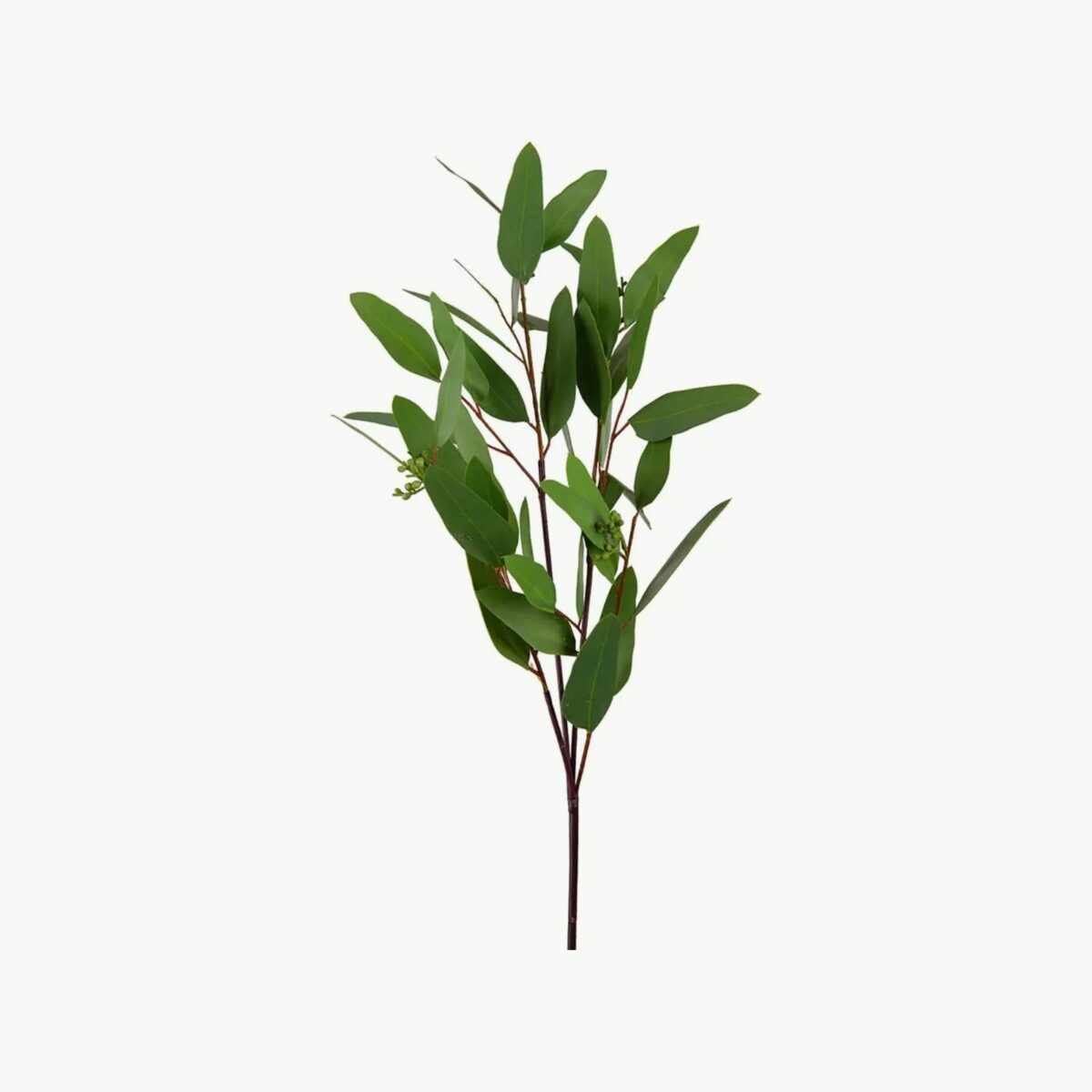 Mr. Plant Eucalyptus 80 cm