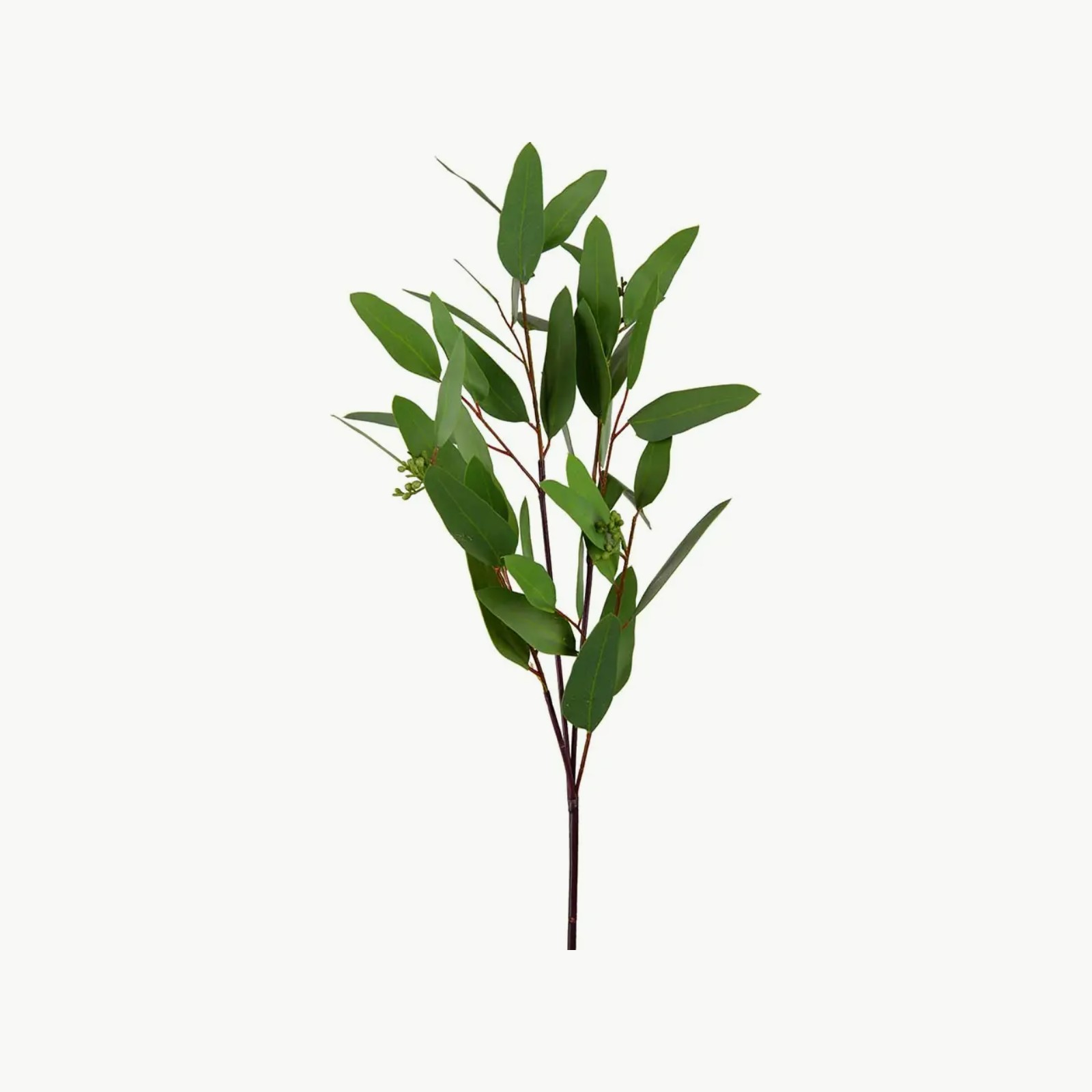 Mr. Plant Eucalyptus 80 cm